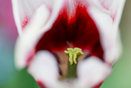 Inside the tulp