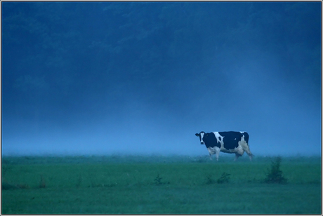 Koe in de mist