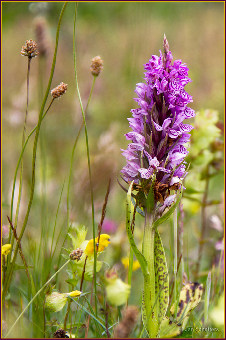 bloemenweide met Orchis