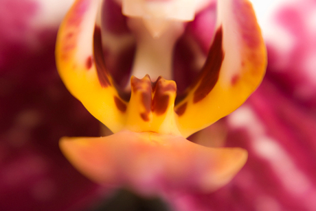 orchidee