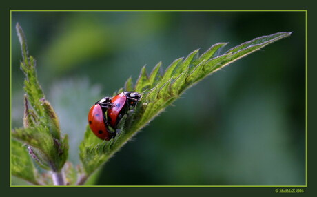 Lust in de lente