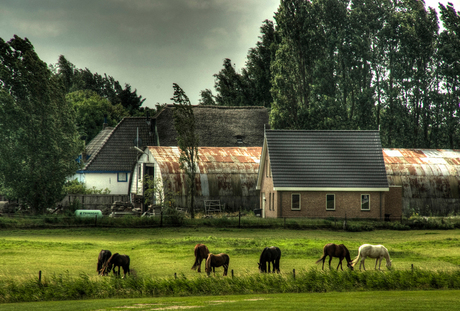 grazend in de wei