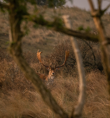 somebody is watching me