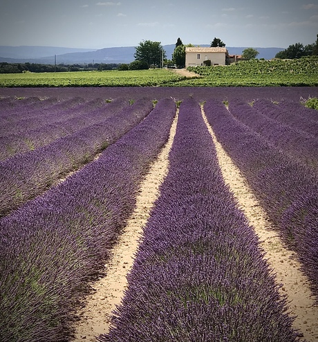 En route lavende