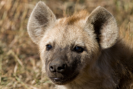 Hyenapup