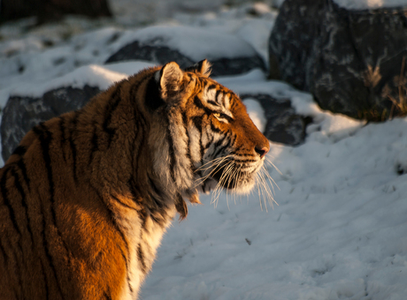 Tijger safaripark december 2012.jpg