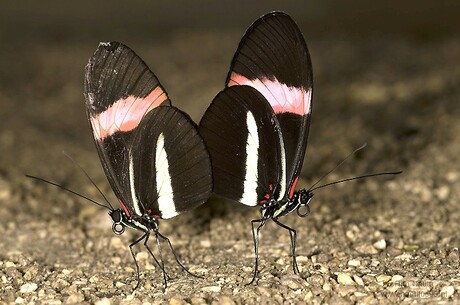 Parende vlinders (Heliconius melpomene rosina)