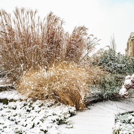 Sneeuw in de voortuin