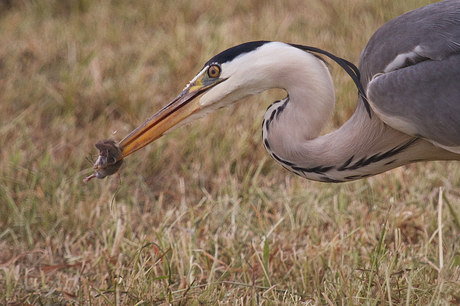 Reiger vangt muisje