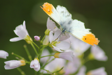 Orange Tip