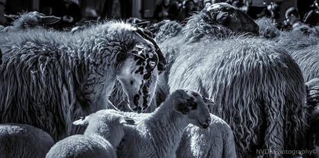 Sheeps