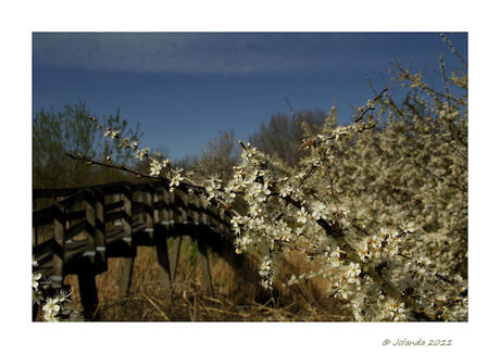 Lente in het park