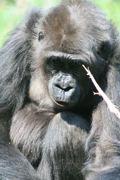 gorilla