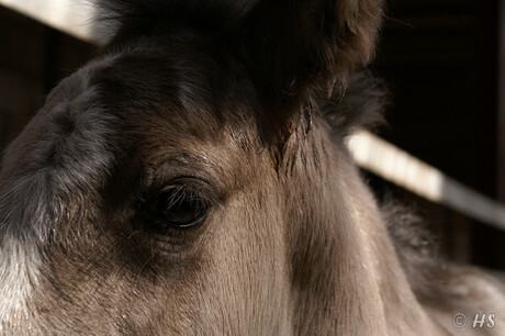 Veulenoog close up