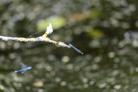 Hortus Botanicus Haren