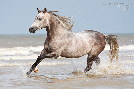 Arabische hengst in de zee