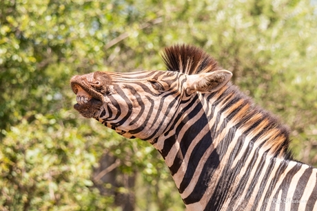 lachende zebra