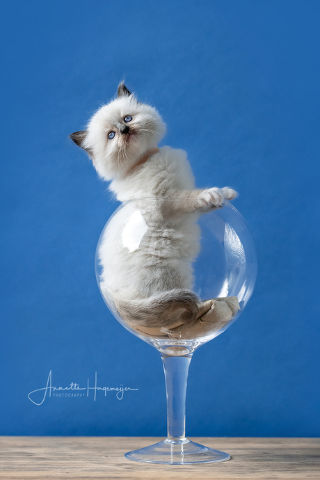Ragdoll kitten in een glas