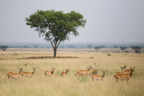 Steppe