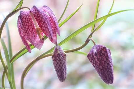 Fritillaria