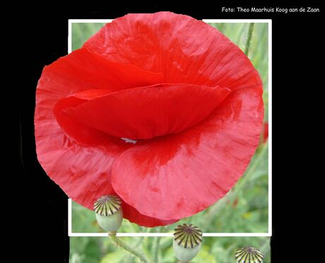 Papaver in bloei