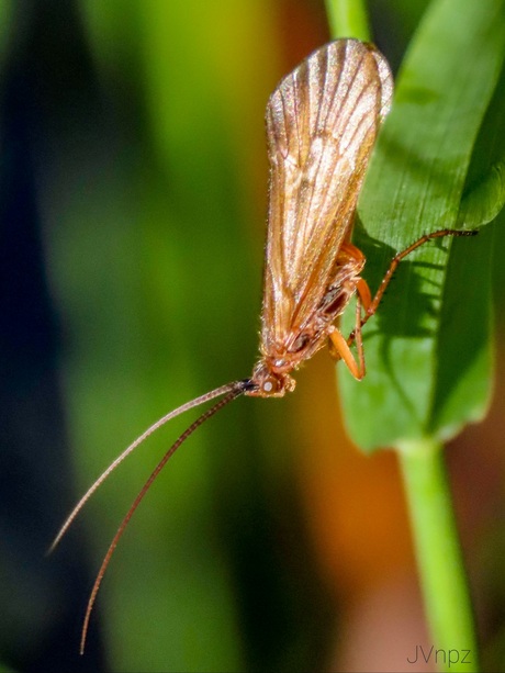 Anabolia nervosa