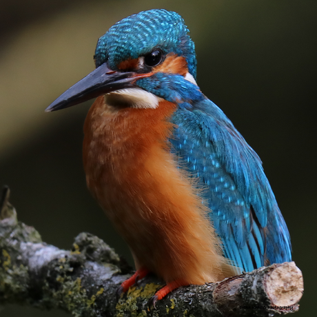 Kingfisher, Alcedo atthis - IJsvogels (Alcedinidae)