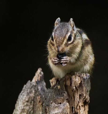 Siberische Grondeekhoorntjes 