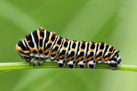 Rups Koninginnenpage 