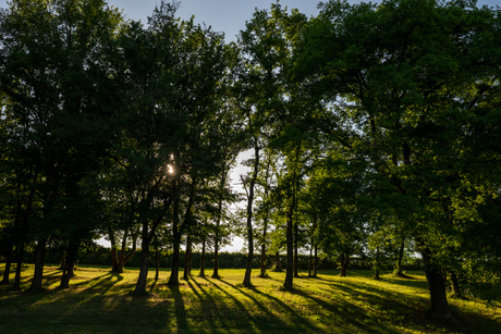Laaghangende zomerzon