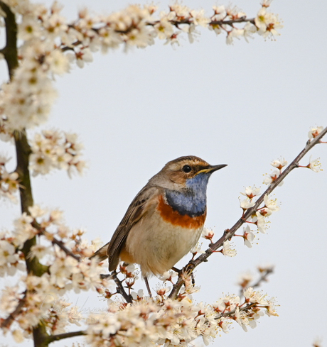 Blauwborst in de bloesem