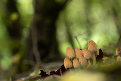 Paddenstoelen Bentwoud