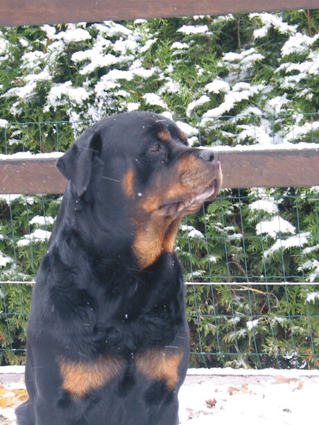 Senna in de sneeuw