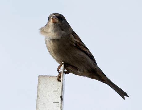 King of sparrows