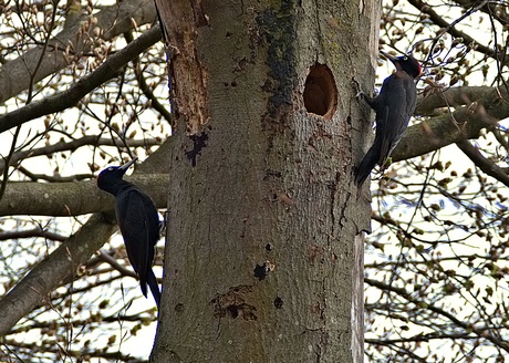 koppel zwarte specht