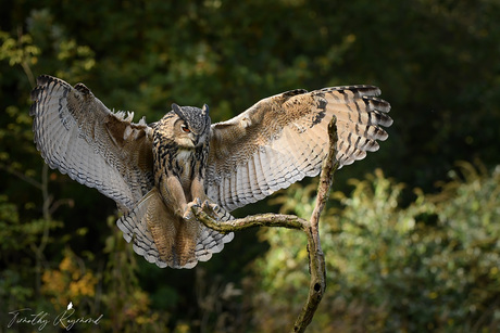 Eagle owl airlines