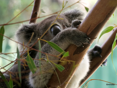 Koala