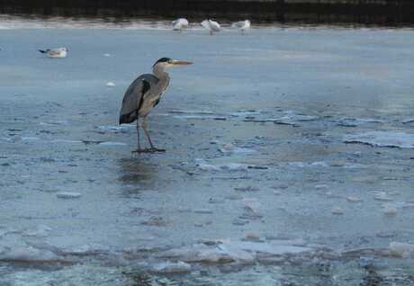 Rijger op het ijs van het van haringsma kanaal