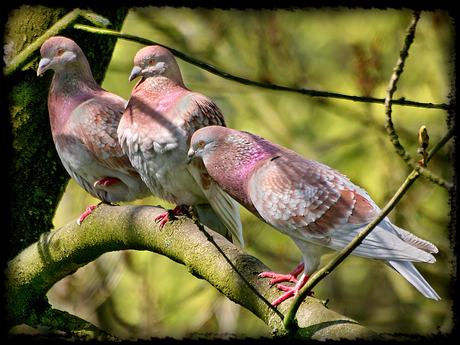 Duifjes op de ehhh... voor m'n balkon!