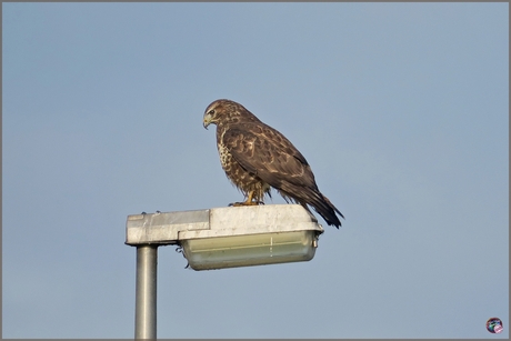 Buizerd …