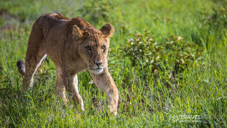 Lioness in the field