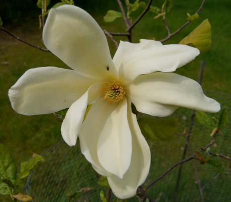 Magnolia