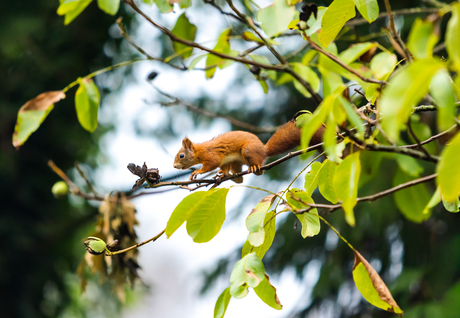 Eekhoorn in notenboom