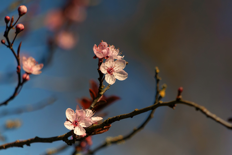 Springtime 