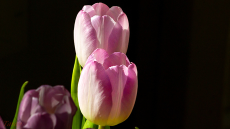 Tulpen