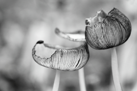 een streepje voor hebben