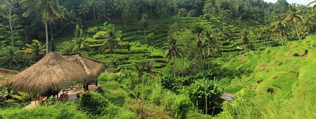 rijstvelden Bali