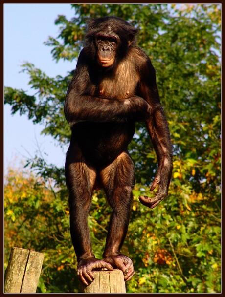 Bonobo