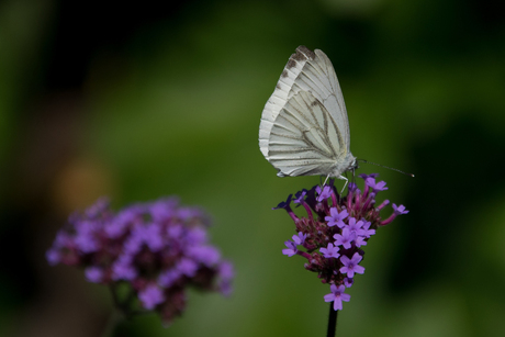 Pieris brassicae (Groot Koolwitje)