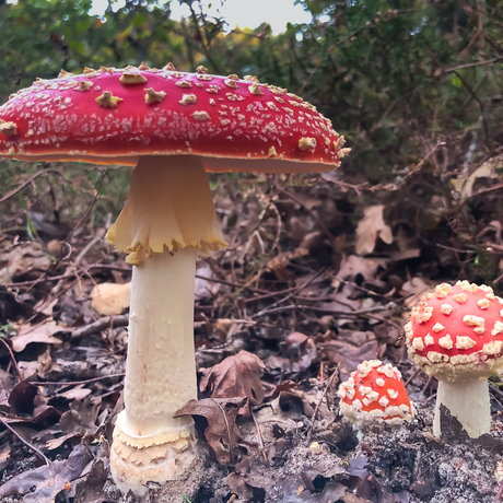 Amanita muscaria